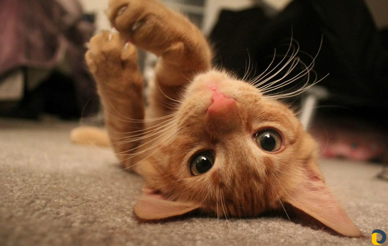 Кастрация кошек/собак в стерильных условиях