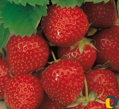 Клубника в шоколаде