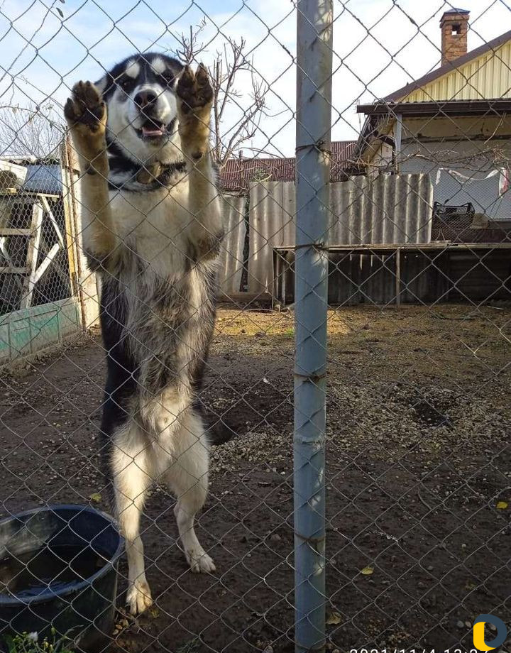 Кобель для вязки. Сибирский хаски
