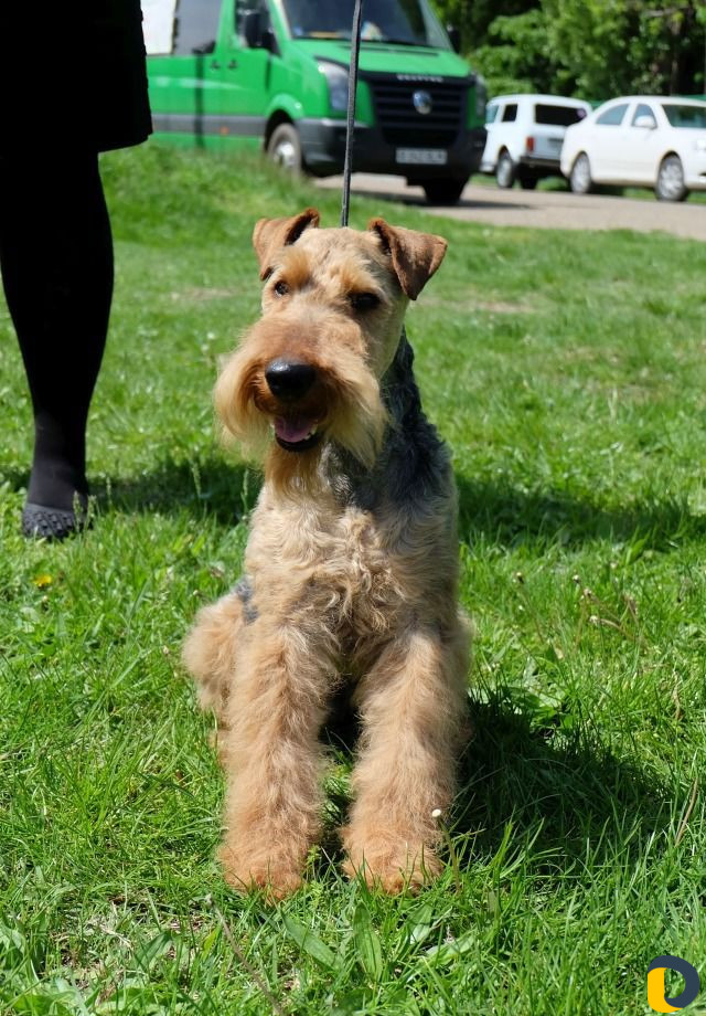 Кобель Вельштерьера приглашает на вязку