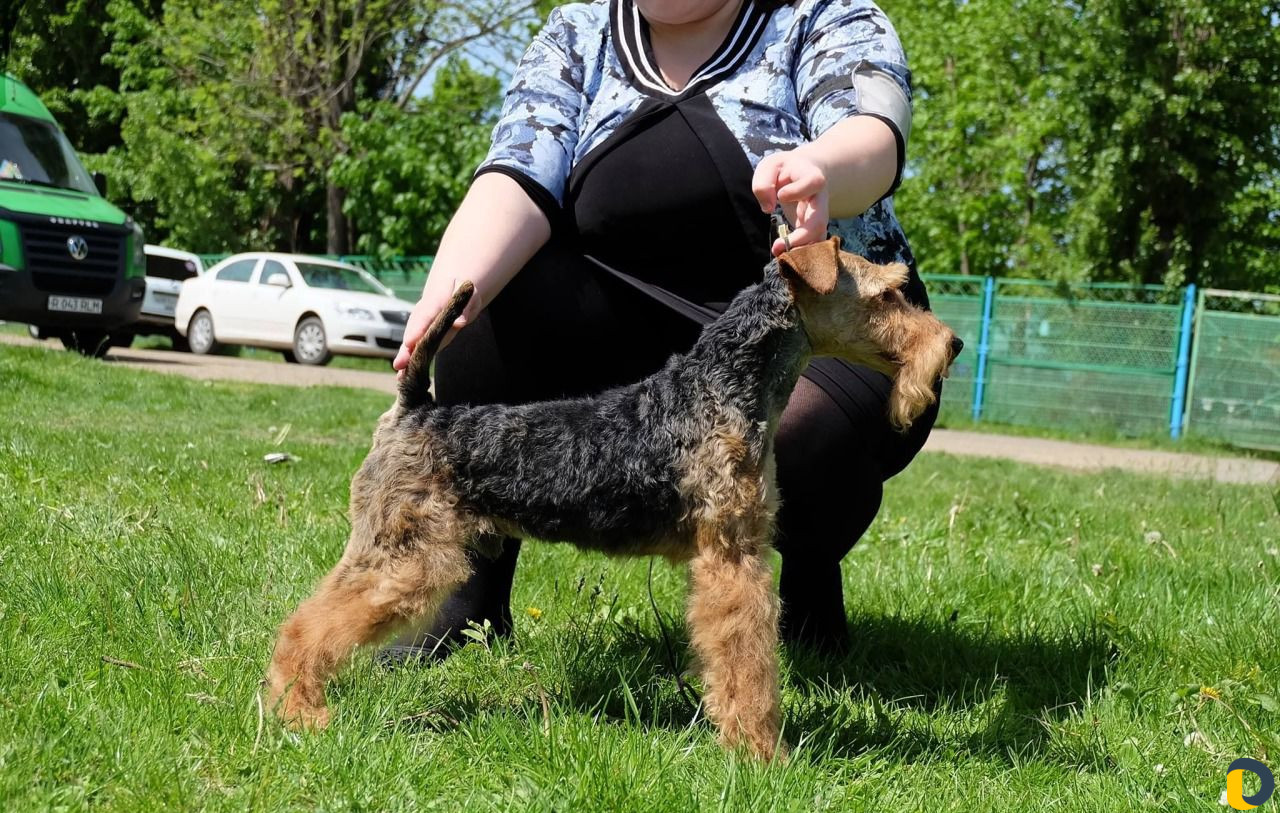 Кобель Вельштерьера приглашает на вязку