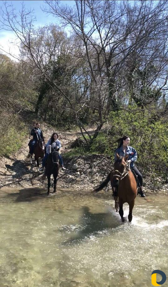 Конные прогулки