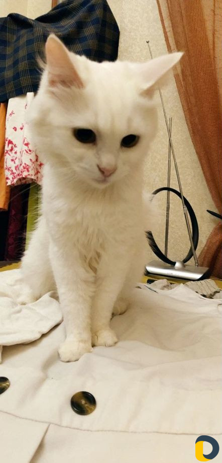Кормящая кошка