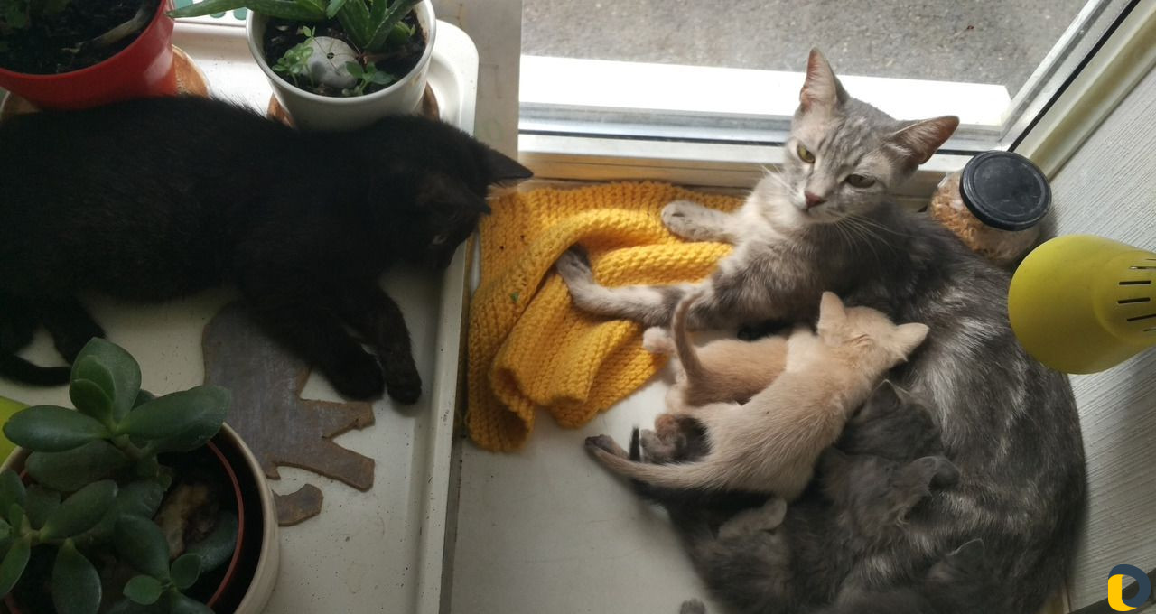 Кормящая кошка