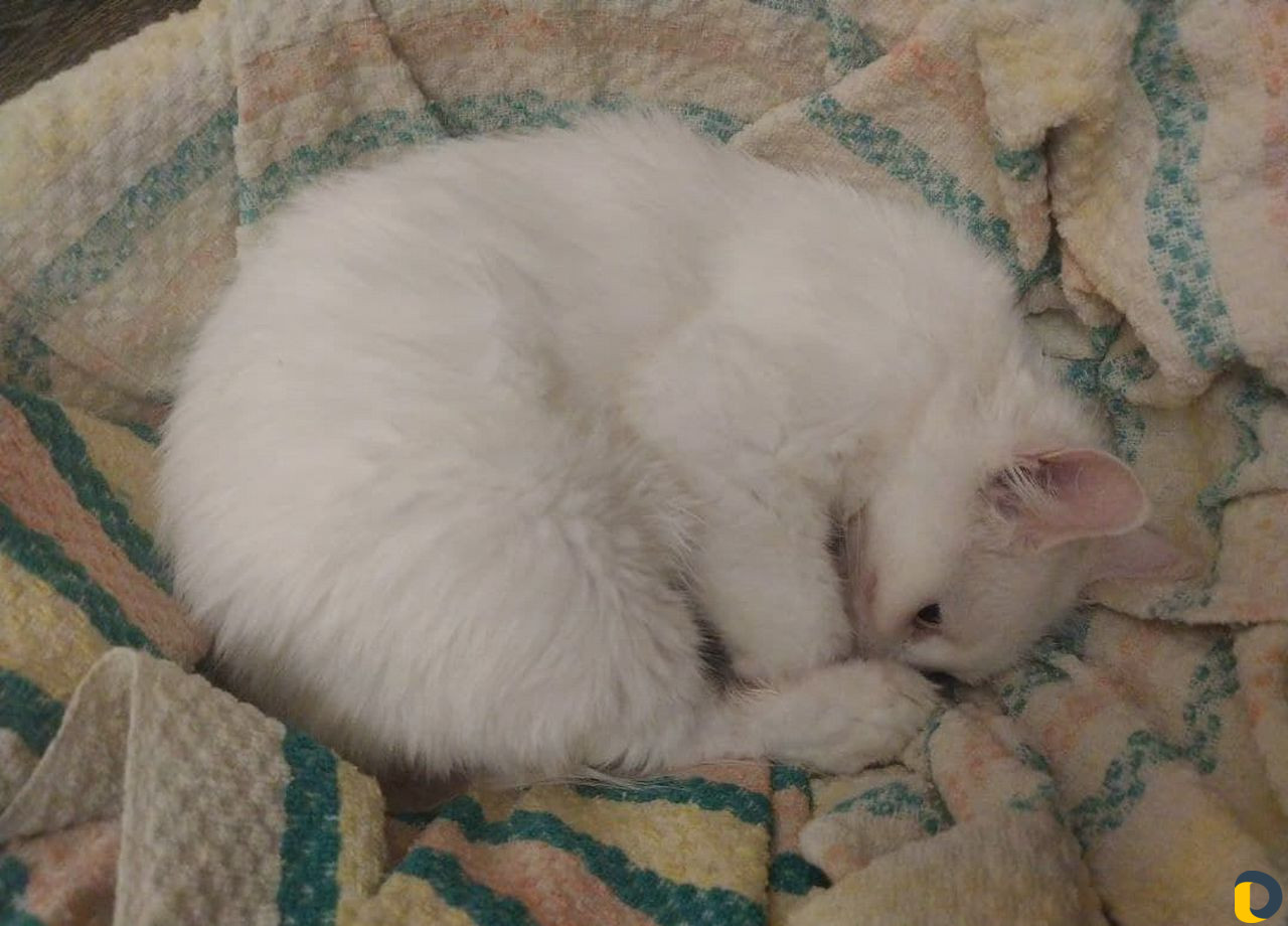 Кормящая кошка