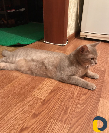 Кошка на вязку