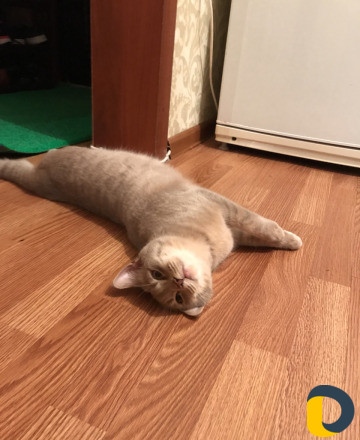 Кошка на вязку