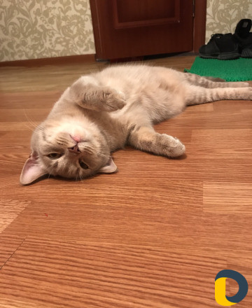 Кошка на вязку