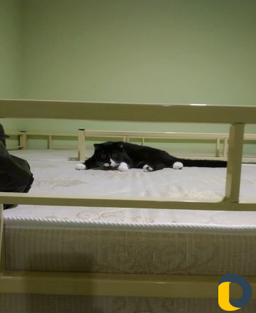 Кошка на вязку
