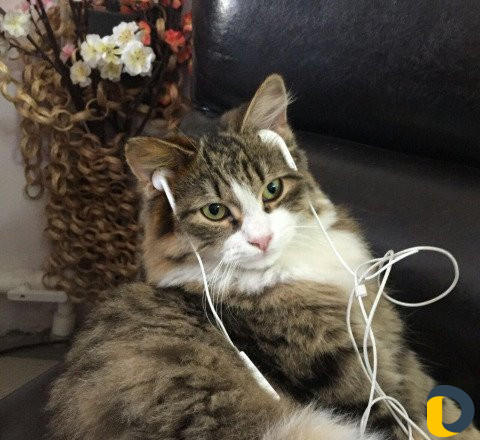 Кошка