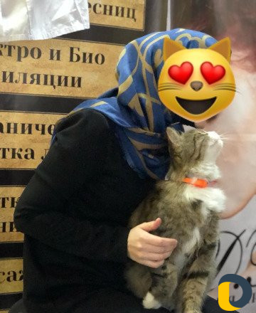 Кошка