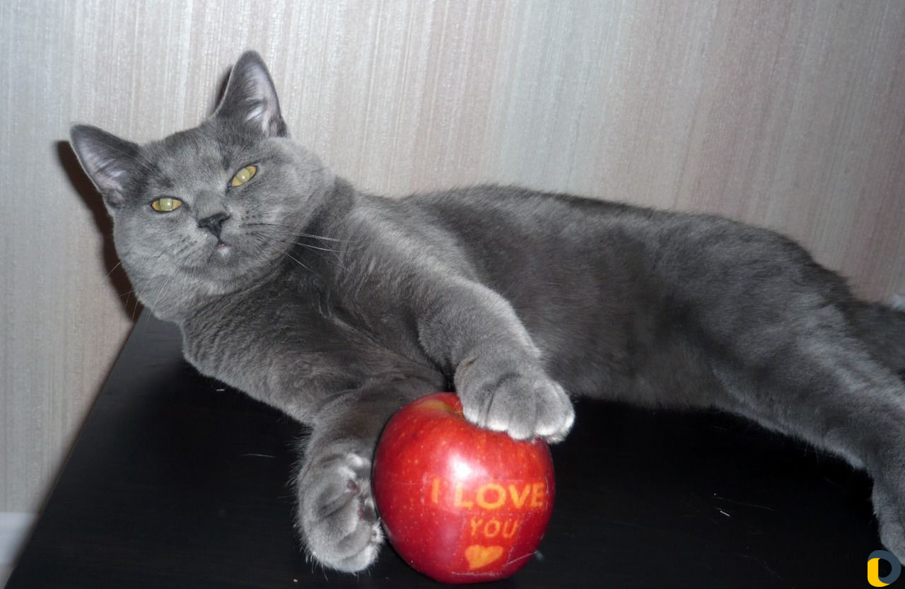 Кот Британец приглашает на вязку