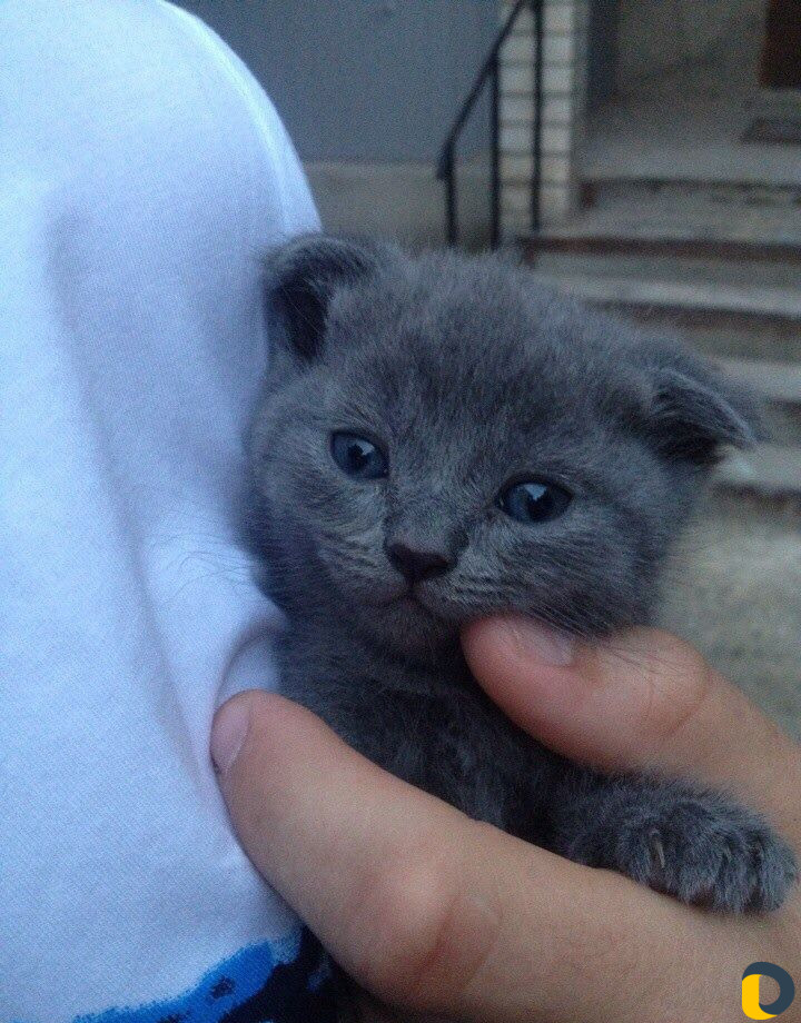 Кот Британец приглашает на вязку