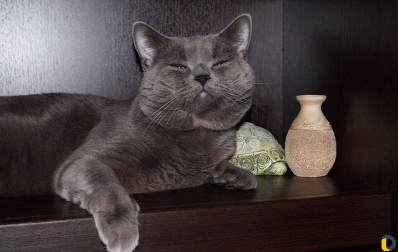 Кот Британец приглашает на вязку