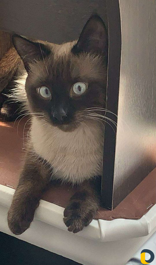 Кот для вязки