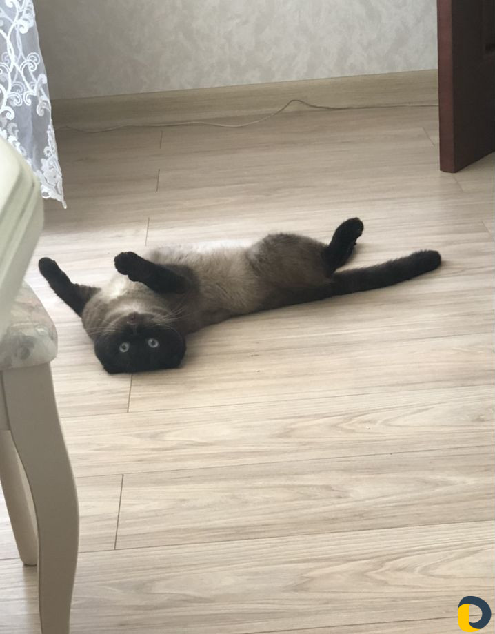 Кот для вязки