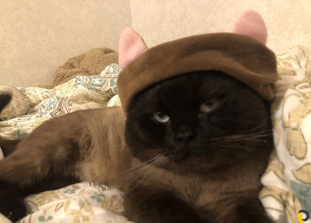 Кот для вязки