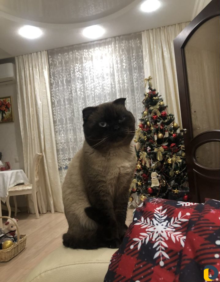 Кот для вязки