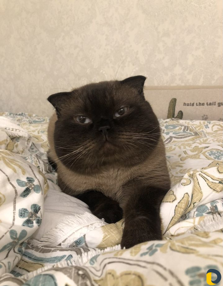 Кот для вязки