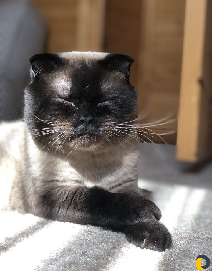 Кот для вязки