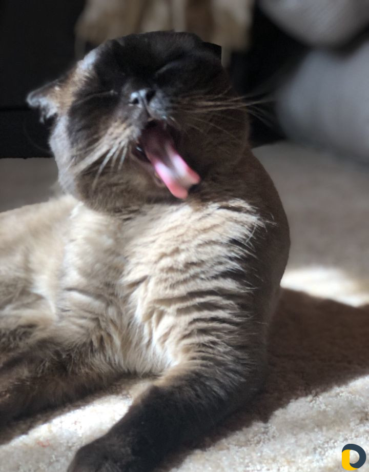 Кот для вязки