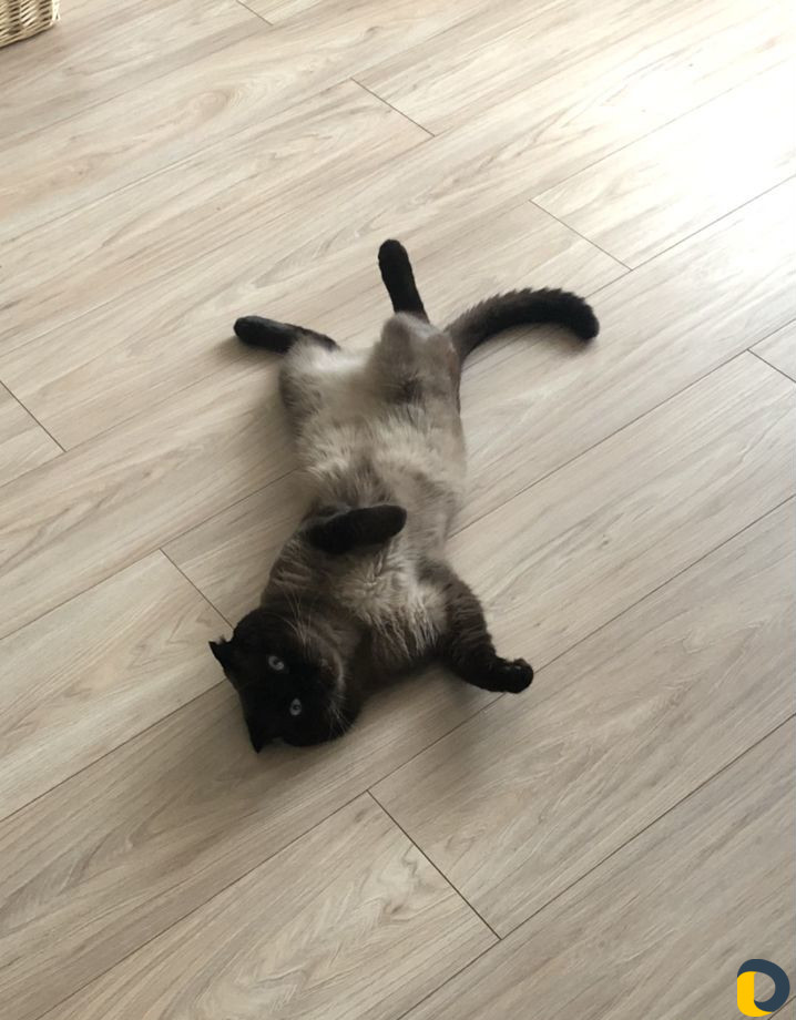 Кот для вязки