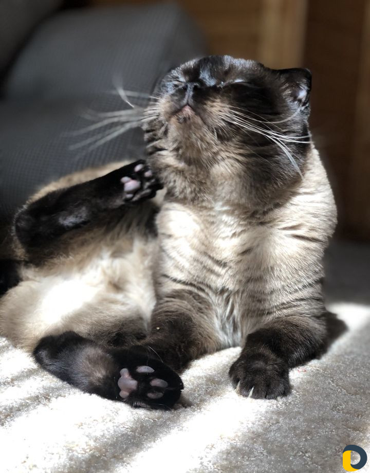Кот для вязки