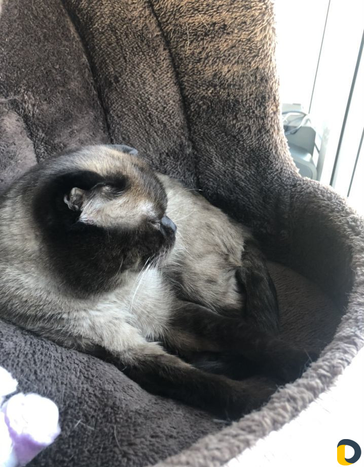 Кот для вязки
