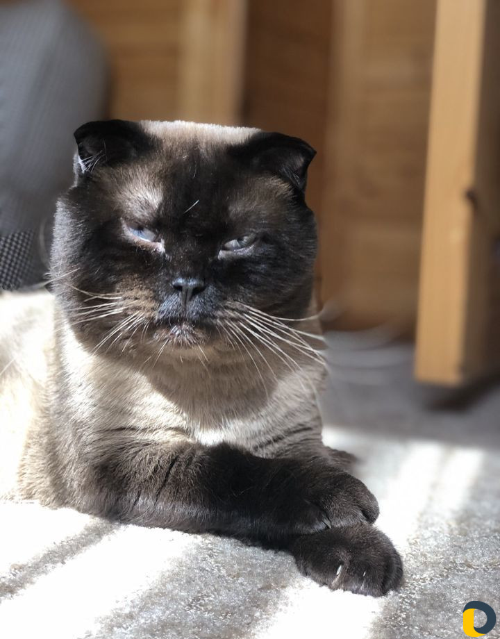 Кот для вязки
