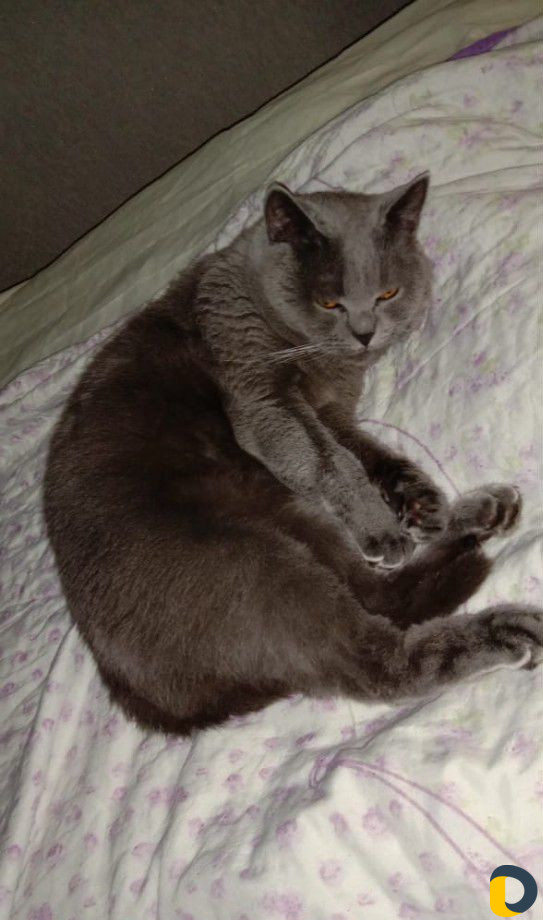 Кот для вязки