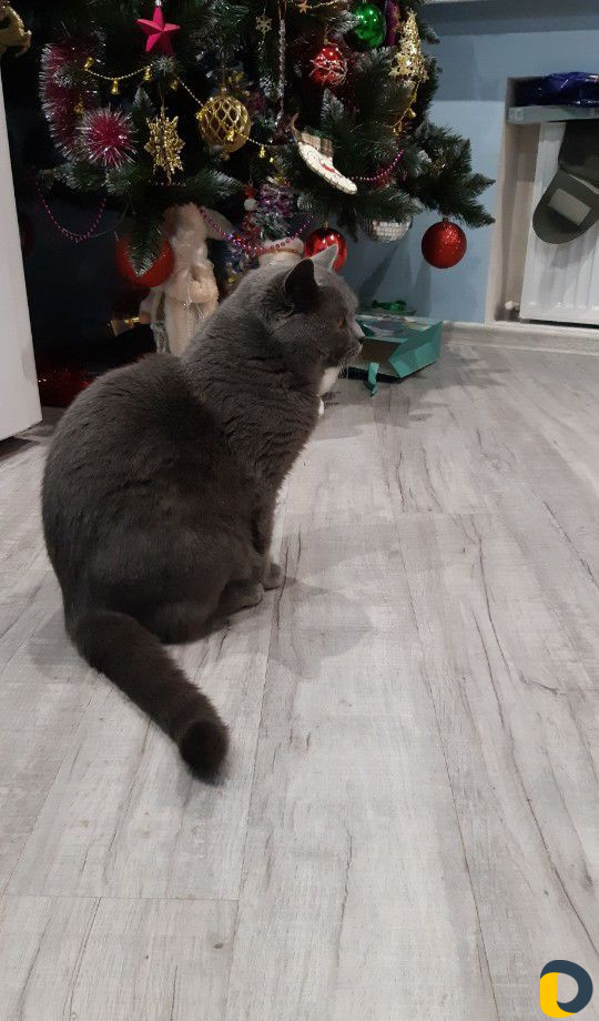 Кот для вязки