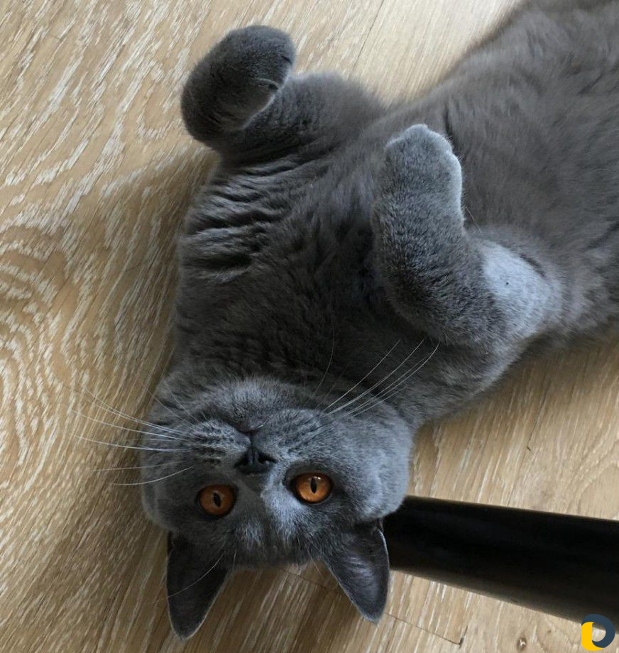 Кот для вязки