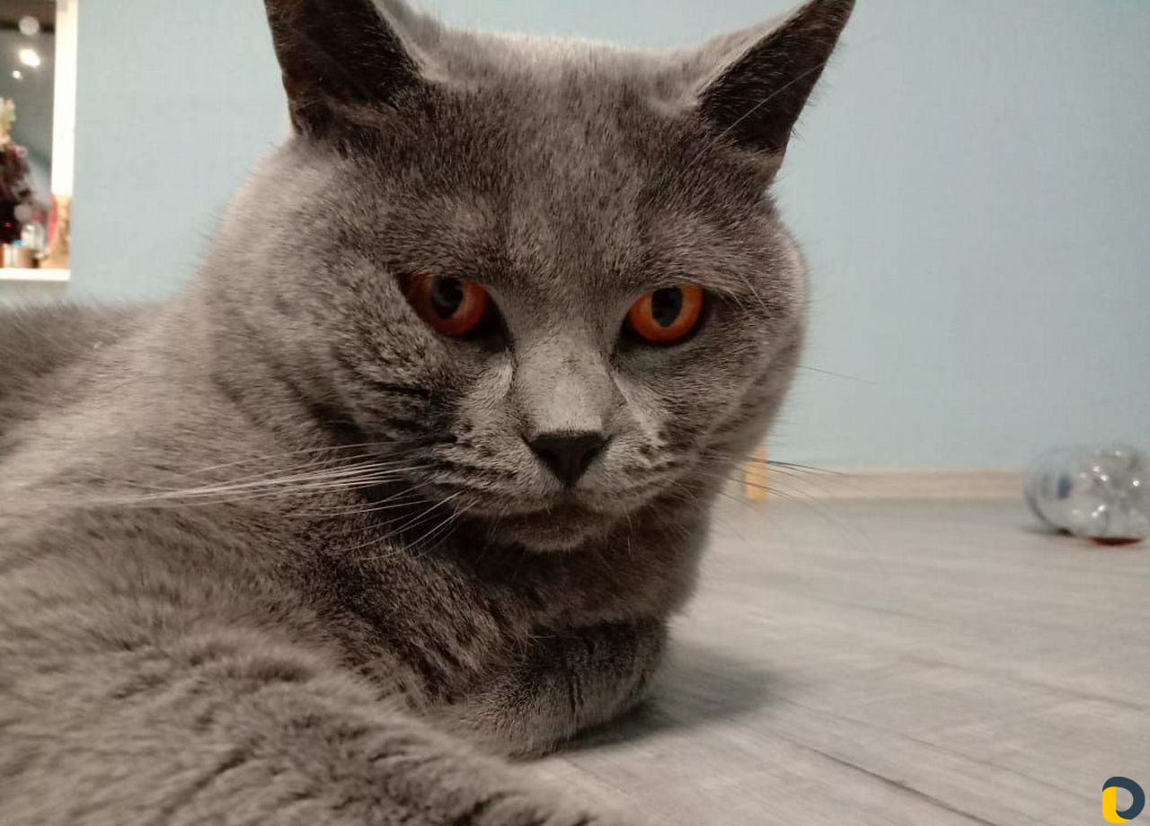 Кот для вязки
