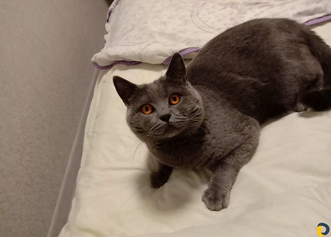 Кот для вязки