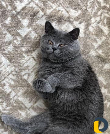Кот для вязки