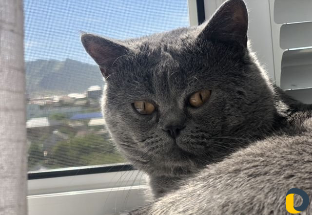 Кот для вязки