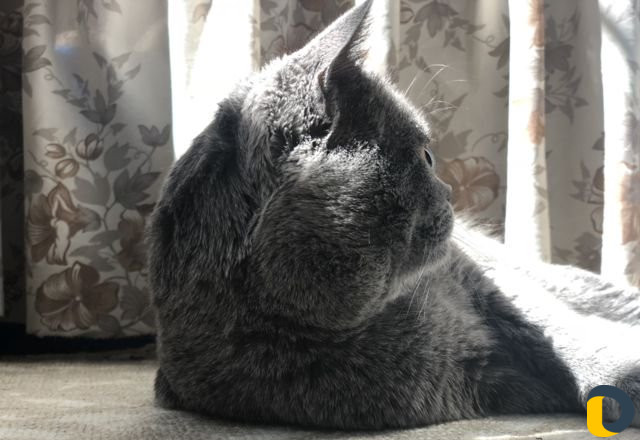 Кот для вязки
