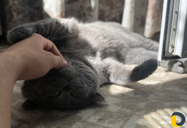 Кот для вязки