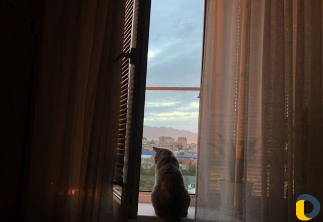 Кот для вязки