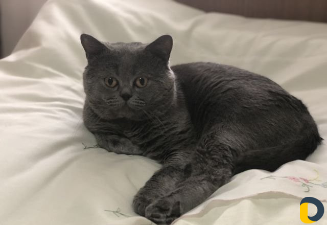 Кот для вязки