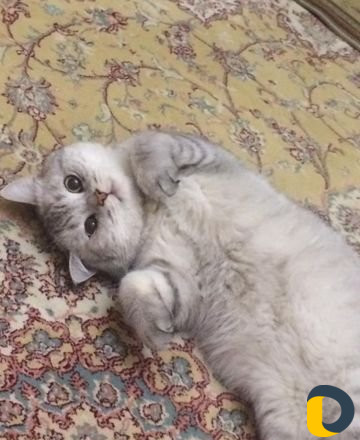 Кот для вязки