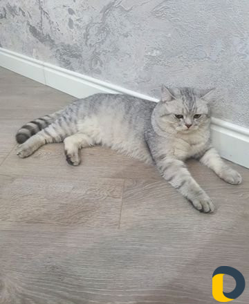 Кот для вязки