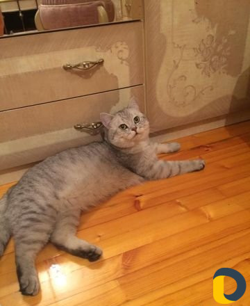 Кот для вязки
