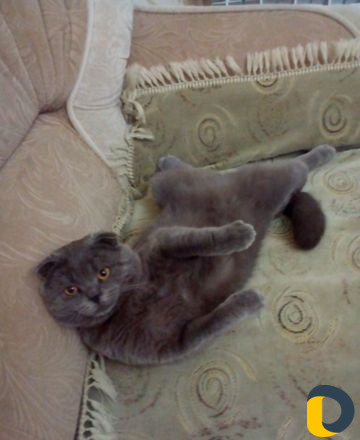 Кот на вязку, бесплатно