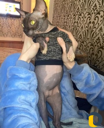 Кот на вязку Сфинкс