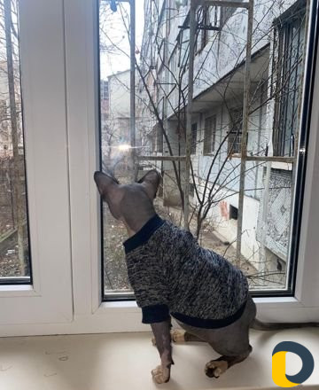 Кот на вязку Сфинкс