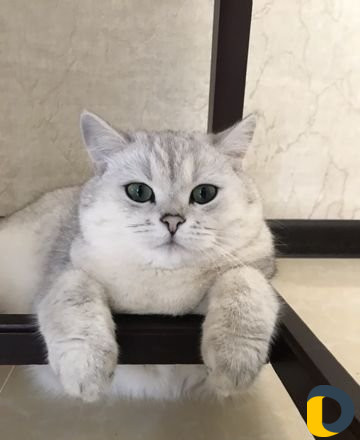 Кот на вязку