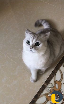 Кот на вязку