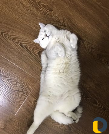 Кот на вязку