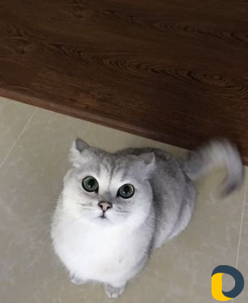 Кот на вязку